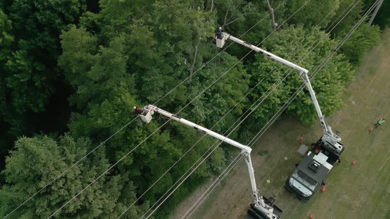 Tree and Shrub Care in Lisbon Falls, ME