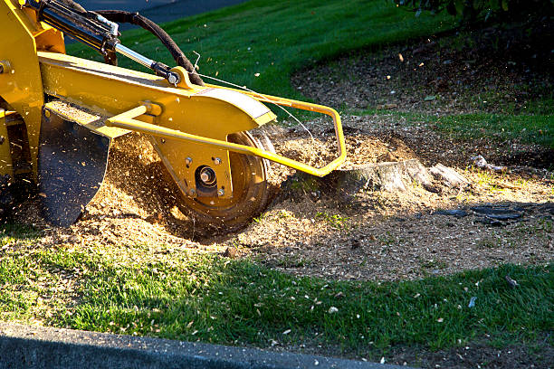 Why Choose Our Tree Removal Services in Lisbon Falls, ME?