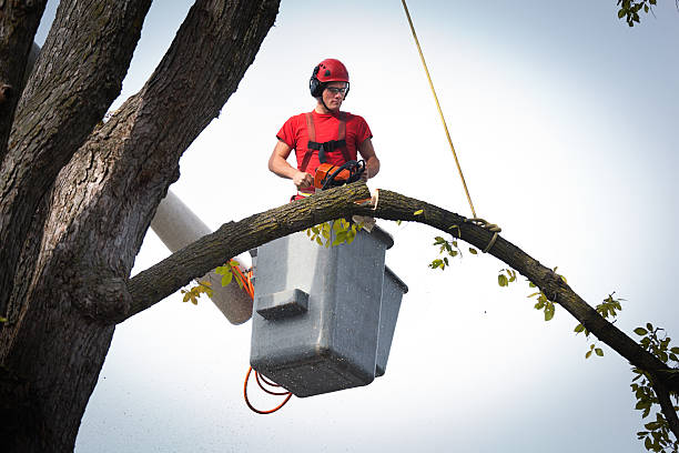 Professional  Tree Services in Lisbon Falls, ME